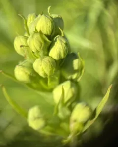 Western Prairie White Fringed Orchid thumbnail 3