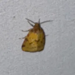 Obtuse Yellow thumbnail 4