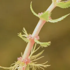 western water-milfoil thumbnail 4