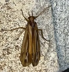 Ornate Northern Caddisfly thumbnail 4