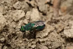 Hedychridium dimidiatum thumbnail 2