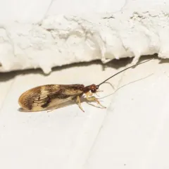 Climacia areolaris thumbnail 4