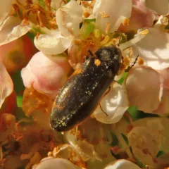 Eanus granicollis thumbnail 2