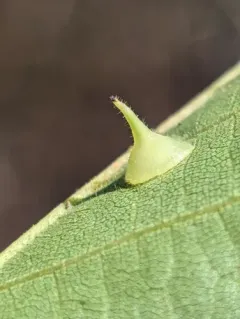 Caryomyia marginata thumbnail 4