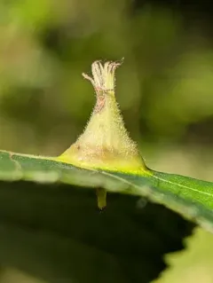 Phylloxera caryaefoliae thumbnail 4