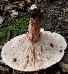 pinkmottle woodwax thumbnail 1