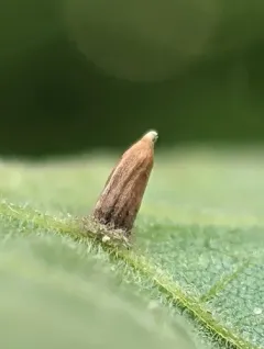 Caryomyia striolata thumbnail 2