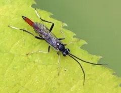 Cryptus albitarsis thumbnail 2