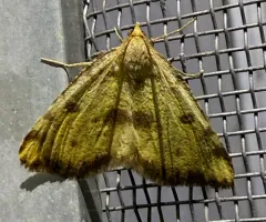 Sulphur Angle thumbnail 3
