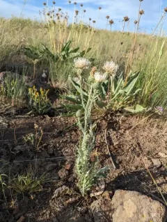 peregrine thistle thumbnail 3