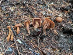 conifer webcap thumbnail 2