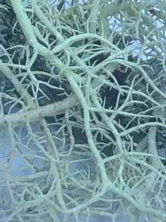 Wirth's Beard Lichen thumbnail 2