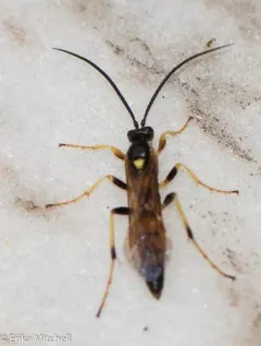 Ichneumon subdolus thumbnail 3