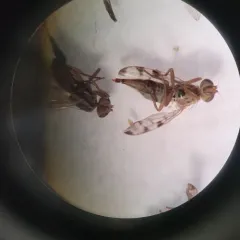 Red-tailed Thistle Fly thumbnail 3