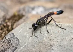 Ammophila mediata thumbnail 3