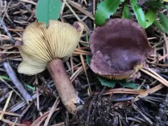 Calocybe onychina thumbnail 4