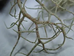 Wirth's Beard Lichen thumbnail 3