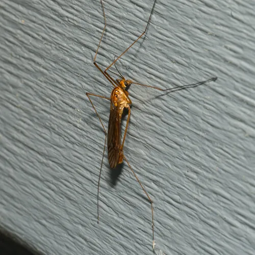 Nephrotoma punctum