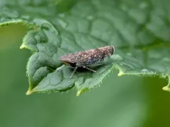 Sharp-nosed Leafhopper thumbnail 2