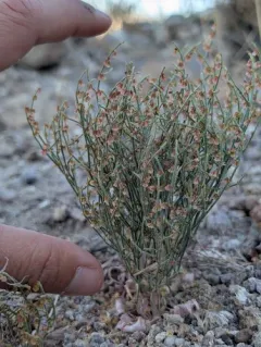Birdnest Buckwheat thumbnail 4