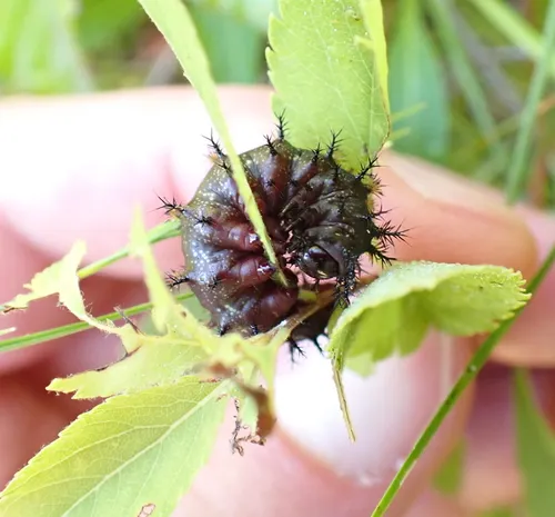 New England Buckmoth