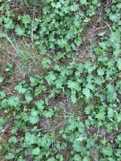 Clustered Lady's-mantle thumbnail 2
