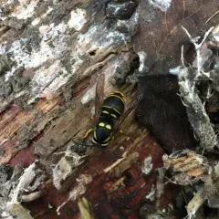 Widow Yellowjacket thumbnail 2