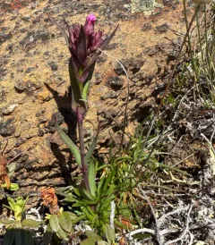 Alpine Catchfly thumbnail 2