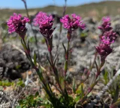 Alpine Catchfly thumbnail 4