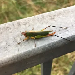 Black-legged Meadow Katydid thumbnail 3