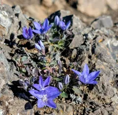 Olympic Bellflower thumbnail 2