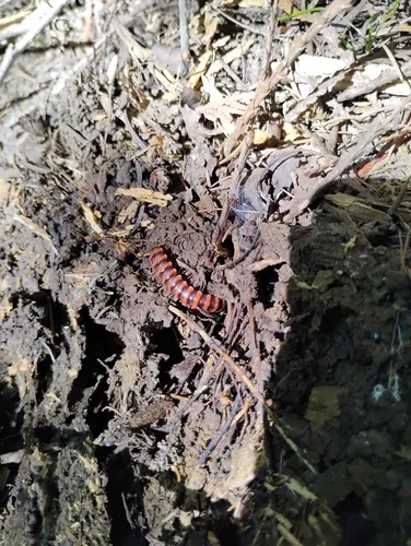 Montaphe elrodi