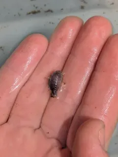 Elthusa californica thumbnail 4