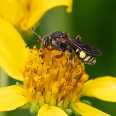Daisy Nomad Bee thumbnail 1