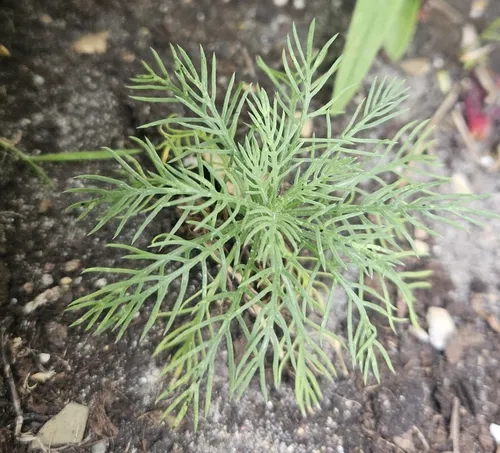 standing cypress