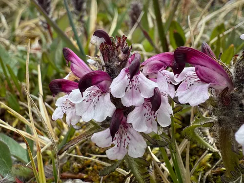 Pedicularis novaiae-zemliae