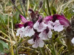 Pedicularis novaiae-zemliae thumbnail 1