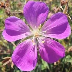 Oregon Crane's-bill thumbnail 4