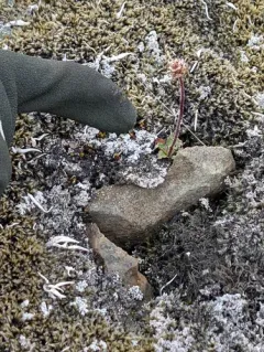 Alpine Saxifrage thumbnail 4