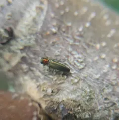 Agrilus smaragdifrons thumbnail 4