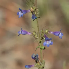 Finetooth Beardtongue thumbnail 4