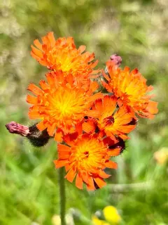 orange hawkweed thumbnail 1