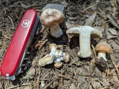 Inocybe monticola thumbnail 2