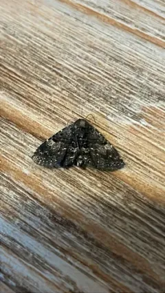 Diabolical Fungus Moth thumbnail 2