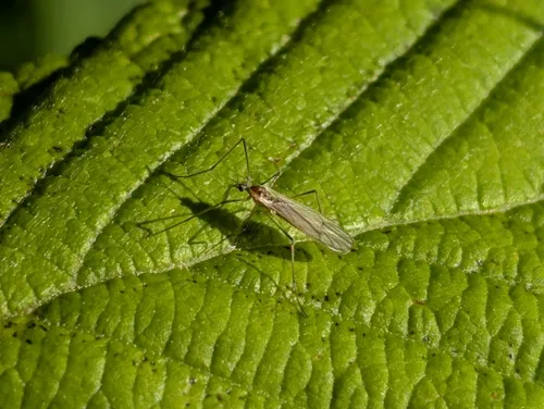 Cryptolabis paradoxa