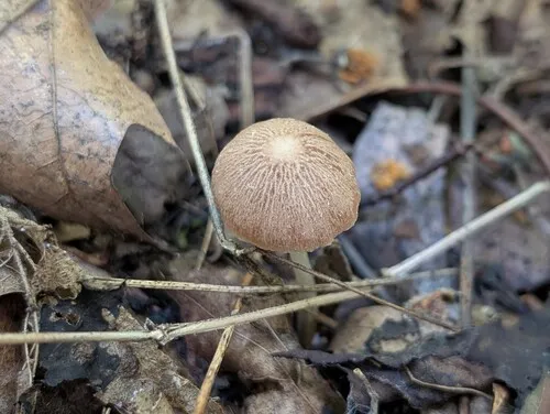 Psathyrella sulcatotuberculosa