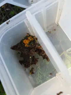 Cheilymenia stercorea thumbnail 2