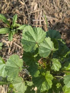 Small Mallow thumbnail 3