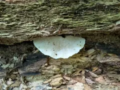 Tyromyces galactinus thumbnail 4