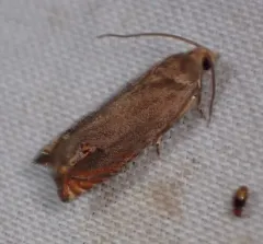 Indigobush Twig Borer thumbnail 3